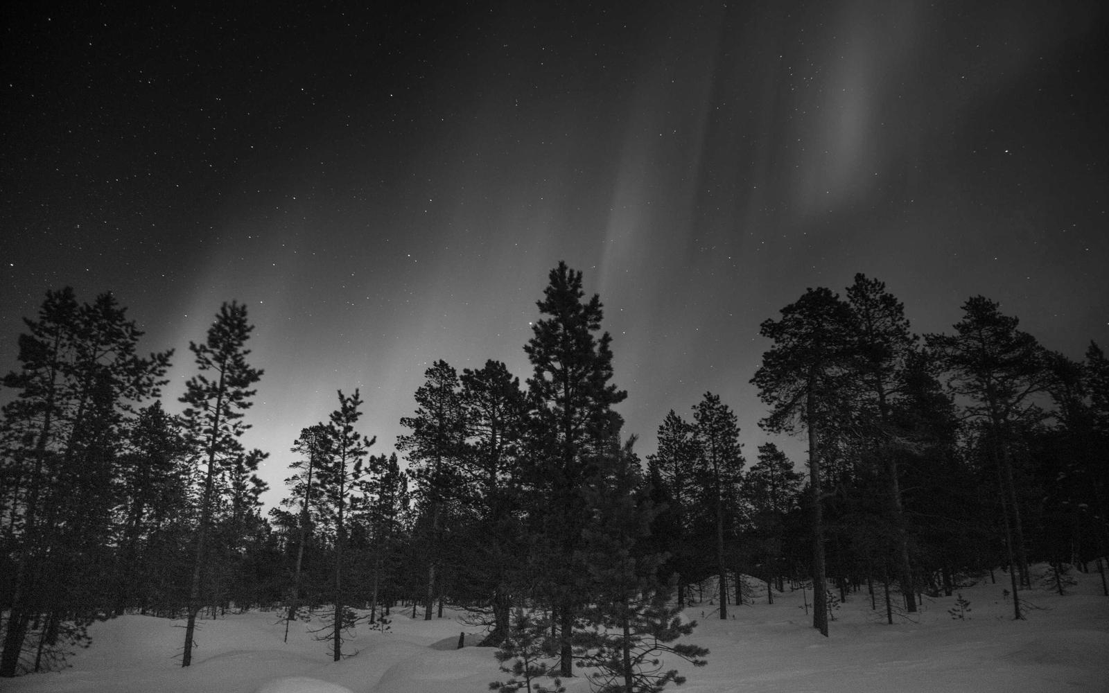 An empty forest beneath an aurora